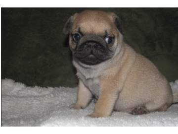 Pug