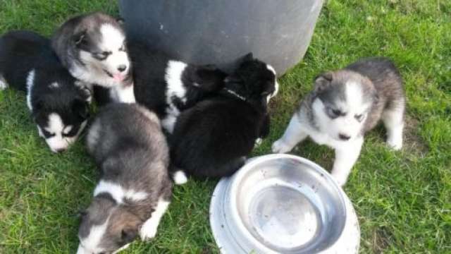 Husky siberiano-cachorros