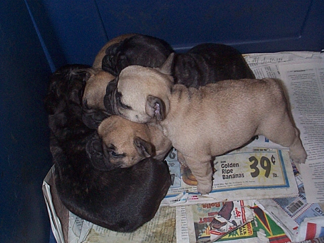 Puras 8 semanas de idade os bebês buldogue francês.