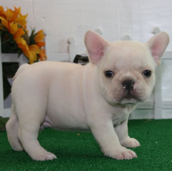  cachorro macho bulldog frances