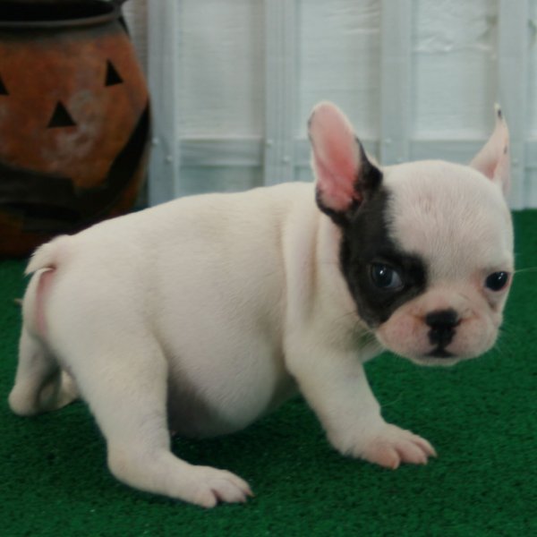 cachorro macho bulldog frances