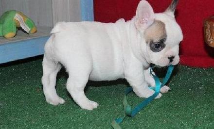 Brincalhão cachorro bulldog francês disponíveis para adoção livre