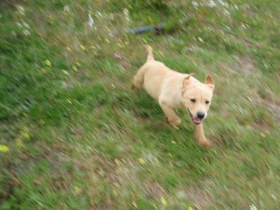 Retriever do Labrador