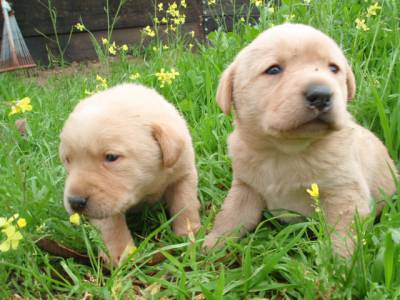 Retriever do Labrador Cachorro