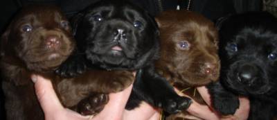 Labrador Cachorros do Criador com LOP