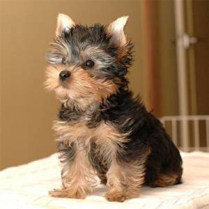 YORKSHIRE TERRIER