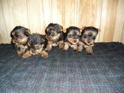 Yorkshire Terrier Com ou Sem LOP