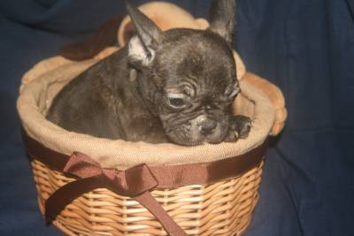 BOULEDOGUE FRANCÊS PRETO TIGRADO