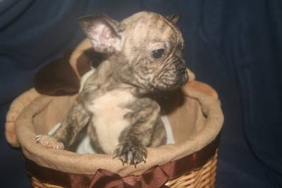 BOULEDOGUE CAMURÇA TIGRADO