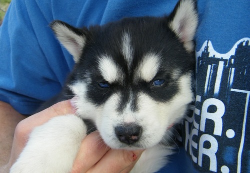 Cachorro Husky Siberiano macho e fêmea prontos para aprovação agora‏ 