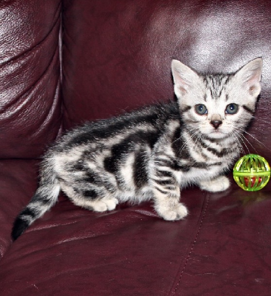 Um gatinho Bengal gato selvagem macho disponível para adoção