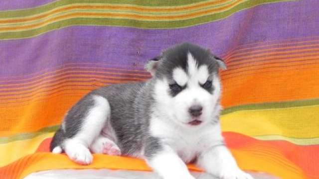 Qualidade Cachorro siberian husky pronto.