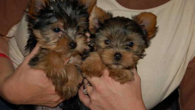 Cachorro yorkshire para adoção