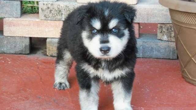 Siberiano husky cachorros