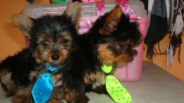 Yorkshire terrier para adopção nos açores