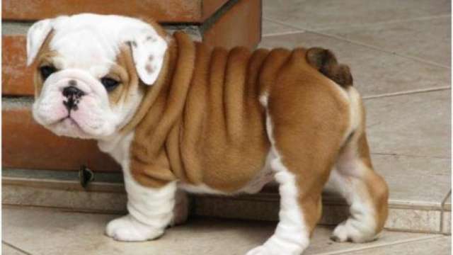 Cachorro bulldog inglês