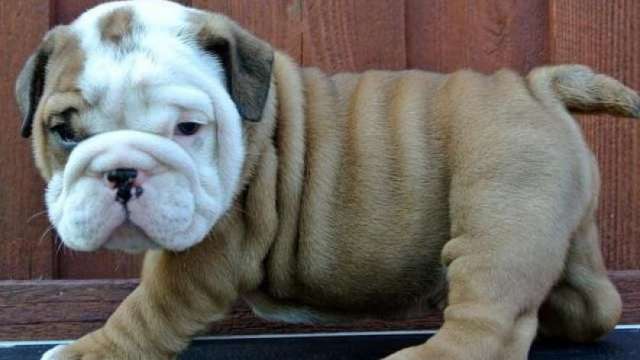 Cachorro bulldog inglês para adoção