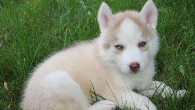 Macho e fêmea Cachorro husky siberiano. 