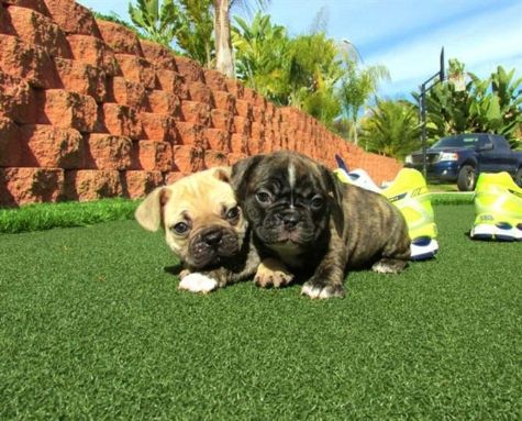 Bom olhar francês bulldog cachorros para venda.