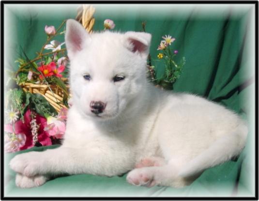 Raça pura Cachorro husky siberiano branco com olhos azuis disponíveis