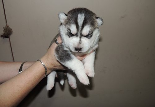 Cachorro Husky Siberiano macho e fêmea prontos para aprovação agora