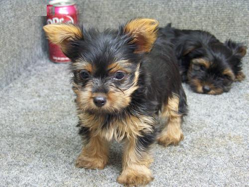 Masculino e Feminino Cachorro yorkshire terrier para adoção.