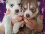 Cachorro de macho e fêmea husky siberiano de raça pura para venda