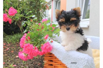 Cachorro de Yorkshire pronto para adopção...