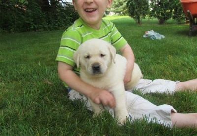 Fornecimento de Labrador Retriever.