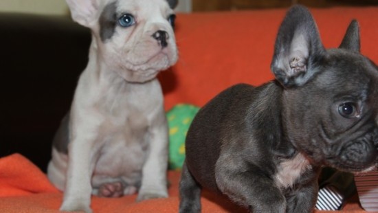 Criador assegurou - Kc Registrados Cachorro de olhos azuis