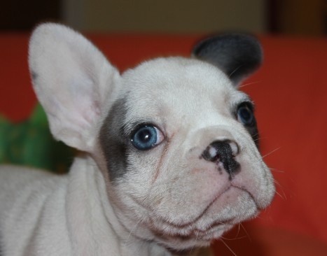 Criador assegurou - Kc Registrados Cachorro de olhos azuis