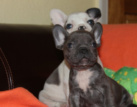 Criador assegurou - Kc Registrados Cachorro de olhos azuis