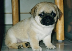 Cachorro Pug para adoção