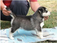 Adoráveis ​​Cachorro  Husky Siberiano para venda