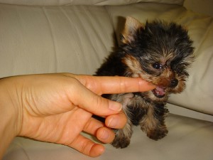 Minúsculo bonito Akc Ano Novo cachorro de cachorro Yorkshire Terrier para a melhor oferta