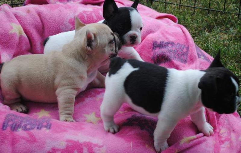 Cachorro Buldogue francês à Venda