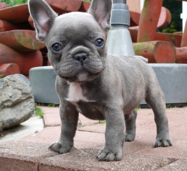 buldogue francês bonito para venda