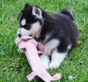 Siberian bonito Huskies Cachorro de realojamento