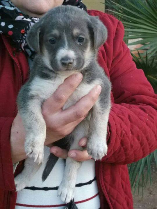 Macho e fêmea Husky siberiano Cachorro com olhos azuis 