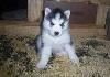 BEBÊ ADORÁVEL HUSKY SIBERIANO Cachorro PARA ADOÇÃO 