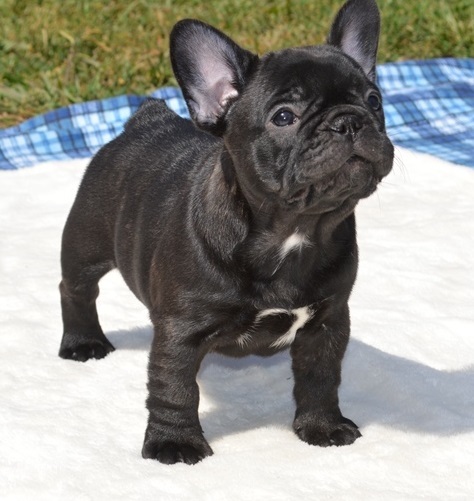 Cute e adorável bulldog francês para venda