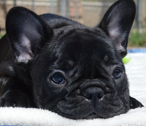 Cute e adorável bulldog francês para venda