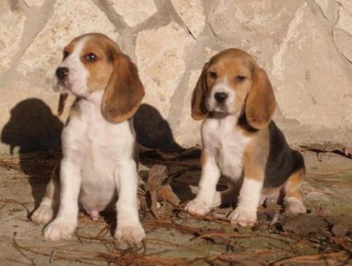 Beagle