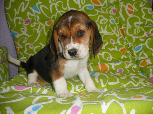 Beagle