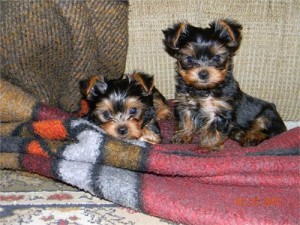 MACHO Y HEMBRA CACHORROS YORKSHIRE TERRIER MINI TOY PARA HOGAR CARIÑOSO.