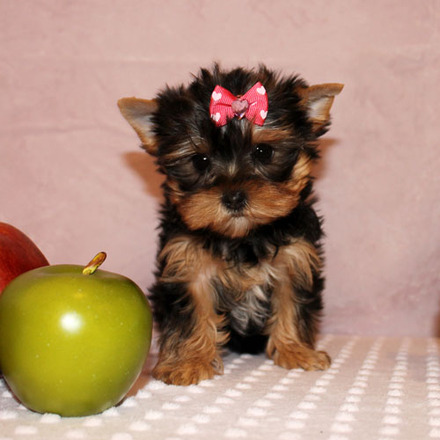 Cachorro yorkshire terrier Presente para uma família carinhosa.