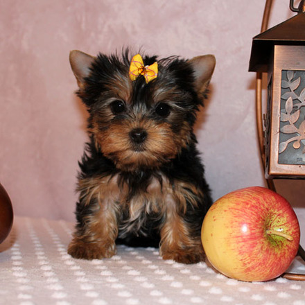 Cachorro yorkshire terrier Presente para uma família carinhosa.