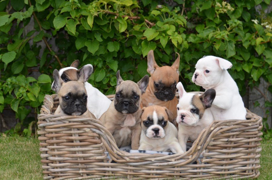 Lindos Cachorro Bulldog Inglês para adopção