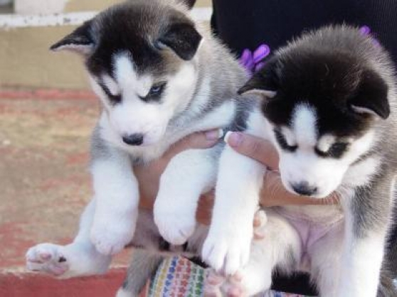 Livre Carinhoso Husky Siberiano Olhos Azuis