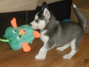 Excelente Masculino e Feminino Siberian Husky.